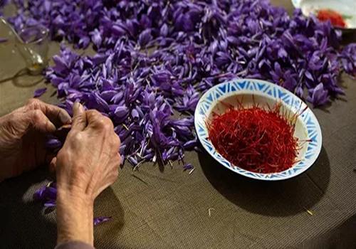 تصویر 2 از خرید و قیمت زعفران سحرخیز عمده + فروش عمده